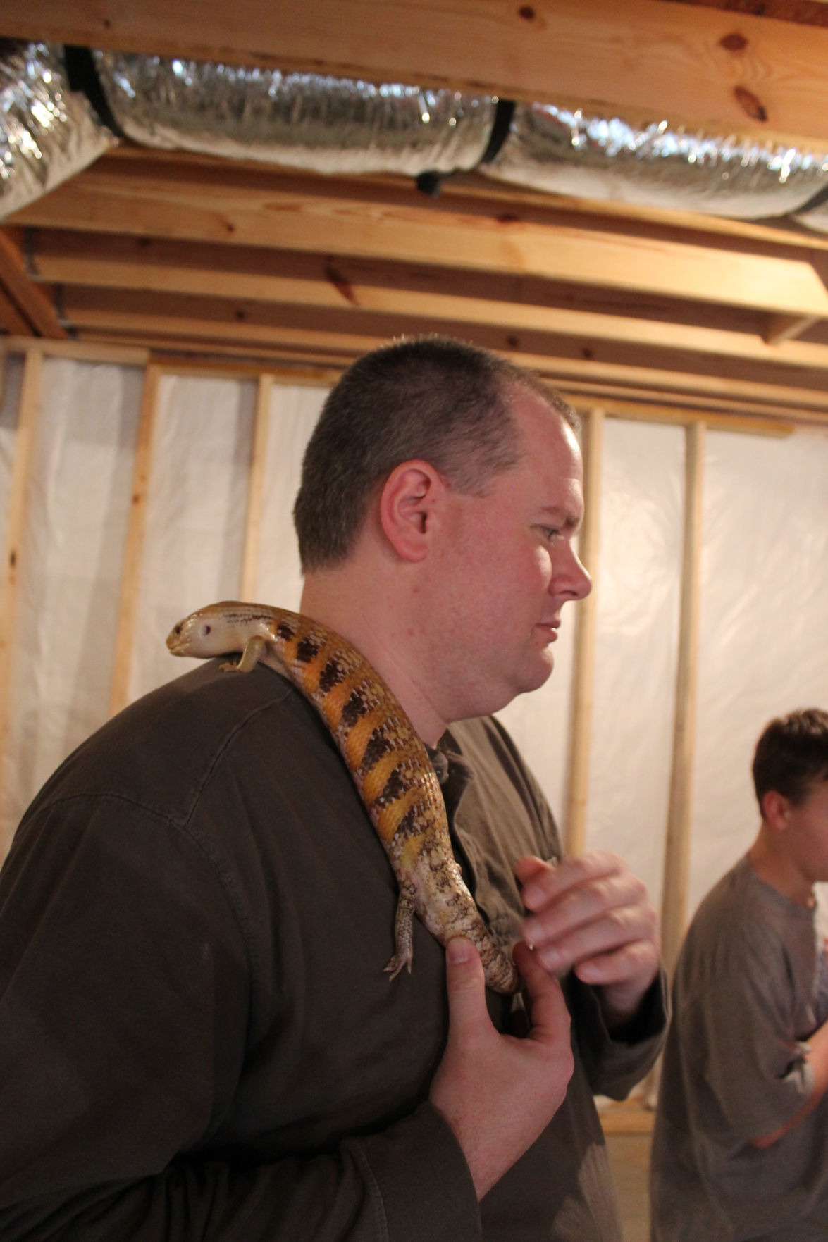 Reptiles